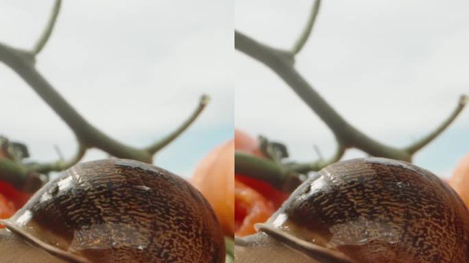 蓝天下散落的蔬菜，蜗牛坐在西红柿上，特写。垂直视频。