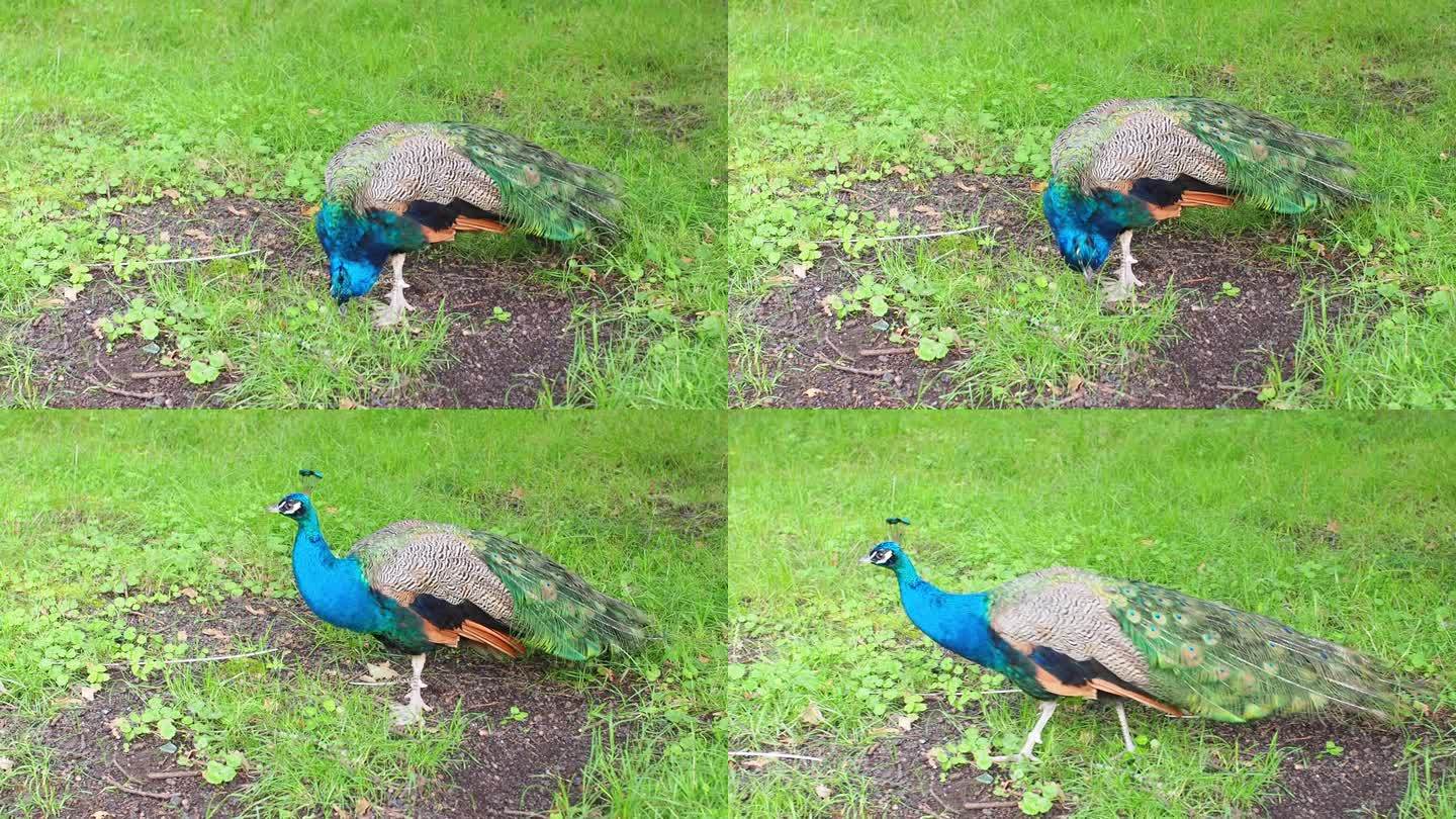 绿草地上的蓝颈孔雀Pavo muticus Linnaeus。