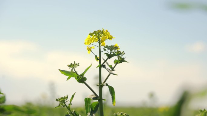黄叶开花的大豆植物。在田地里种植大豆。带花的大豆植物特写