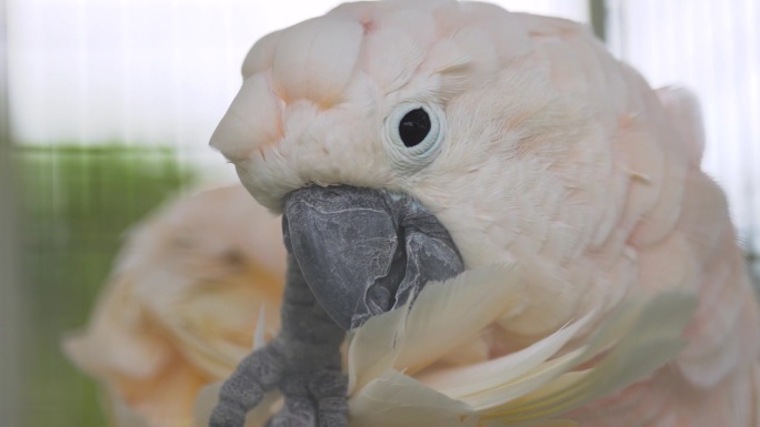卡卡托亚，硫磺冠凤头鹦鹉的特写镜头