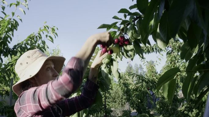 欢快的拉丁妇女在收获季节采摘樱桃