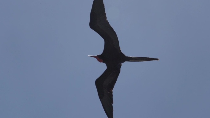 华丽的军舰鸟(frigata magnificens)是一种黑色的大海鸟，它有一个典型的红色的不规则