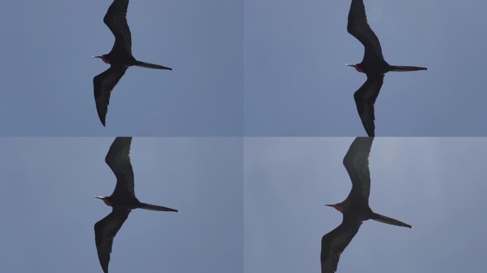 华丽的军舰鸟(frigata magnificens)是一种黑色的大海鸟，它有一个典型的红色的不规则
