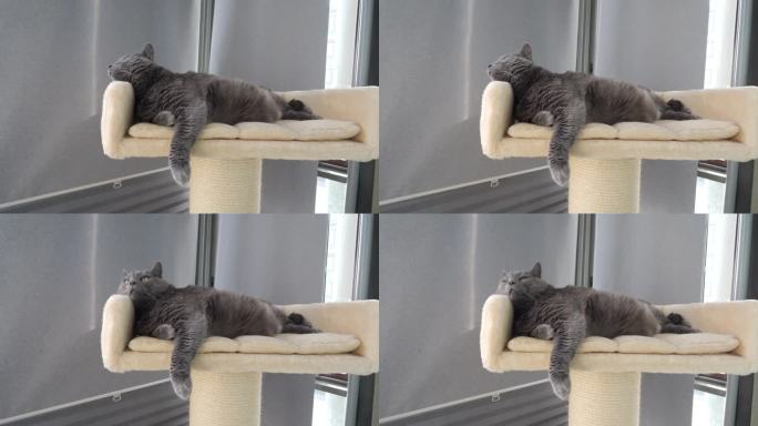 夏天，灰色的大肥猫躺在公寓阳台上的猫树上的沙发上