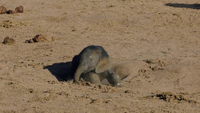 特写镜头。可爱的小象在地上的洞里玩耍