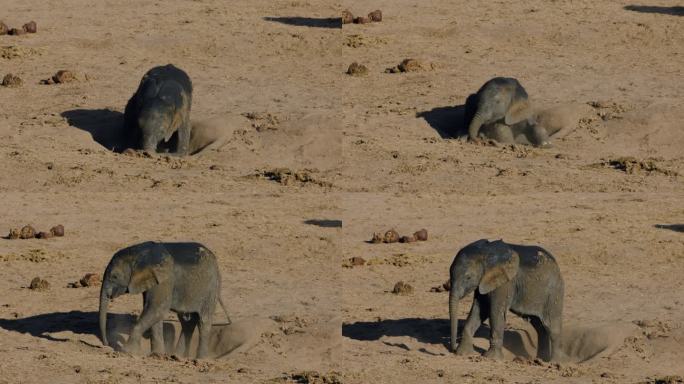 特写镜头。可爱的小象在地上的洞里玩耍