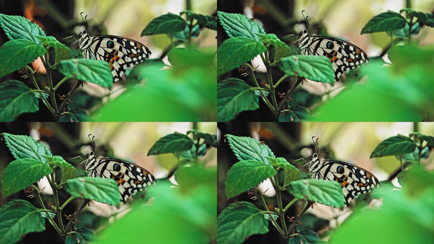 热带凤蝶，方格燕尾蝶，栖息于蝴蝶之家展览的植物叶片上