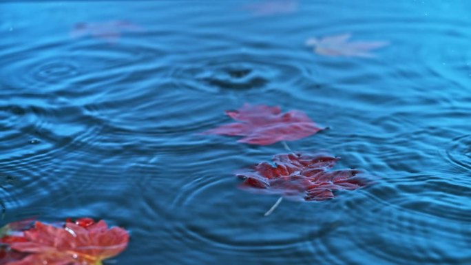 红叶漂浮在水面上，雨滴轻轻落下