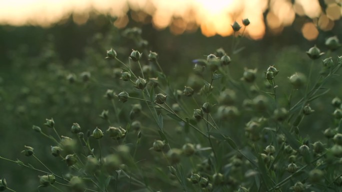 夕阳下的绿亚麻籽。亚麻花在风中摇曳，亚麻头在田野里摇曳