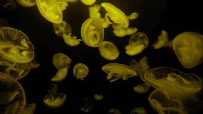 水中的水母群深海水母浮游生物