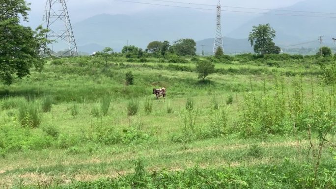奶牛在田野里吃草，美丽的奶牛站在草地上吃草。奶牛正在草地上吃草。