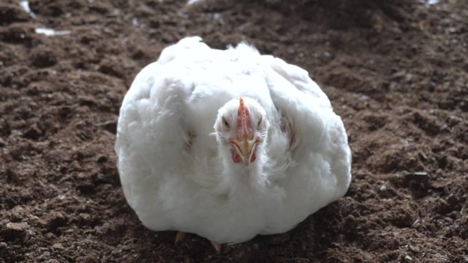 在炎热的夏日，一只肥壮的肉鸡正在喘气。夏季是死亡率高的时期。生产鸡肉的住房企业。白色家禽养殖饲料保存