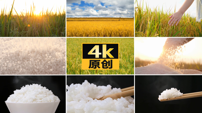稻米水稻丰收米饭