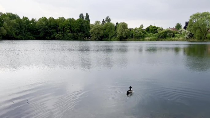 景观射击。日落时鸭子在湖里游泳。格罗诺，德国，4K