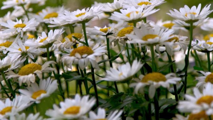 花园里有一丛白色的雏菊。夏天的花。园艺。花蕾闭合。洋甘菊花瓣。花的背景