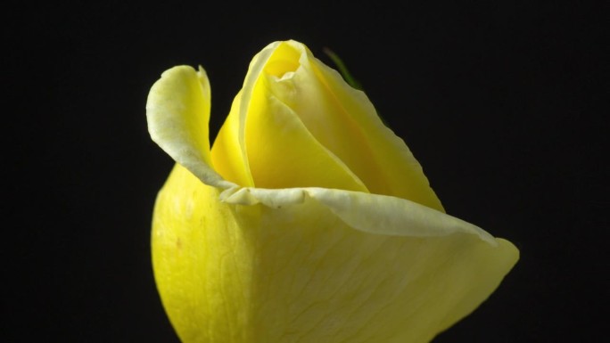 黄玫瑰花盛开在黑色背景的延时4k缩放视频。