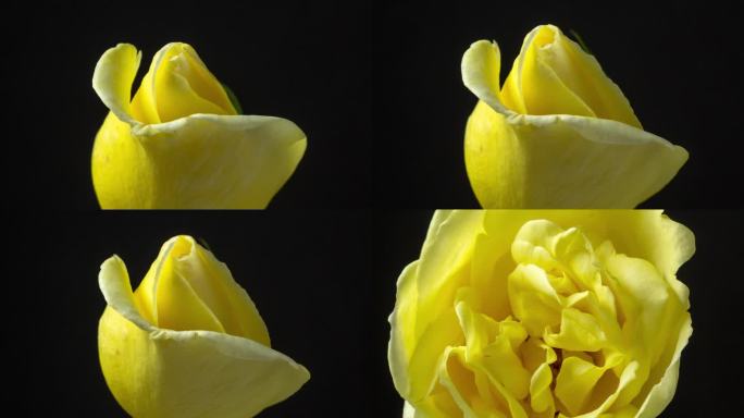 黄玫瑰花盛开在黑色背景的延时4k缩放视频。