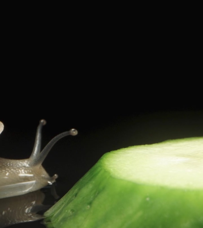 一只蜗牛爬到一片黑色背景的黄瓜上。加速特写拍摄。垂直视频。