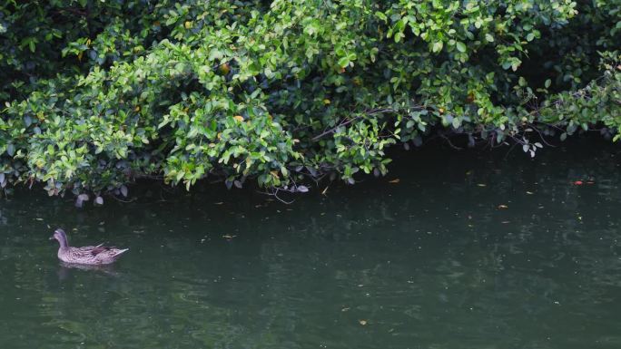 鸭子在湿地的湖里游泳