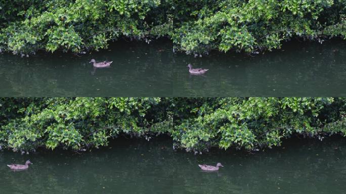 鸭子在湿地的湖里游泳