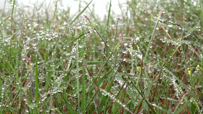 雾蒙蒙的草地上，水珠在鲜嫩的草叶上结晶
