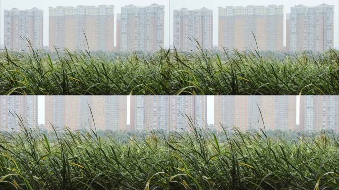 芦苇蒲草野草秋季湿地河岸高楼