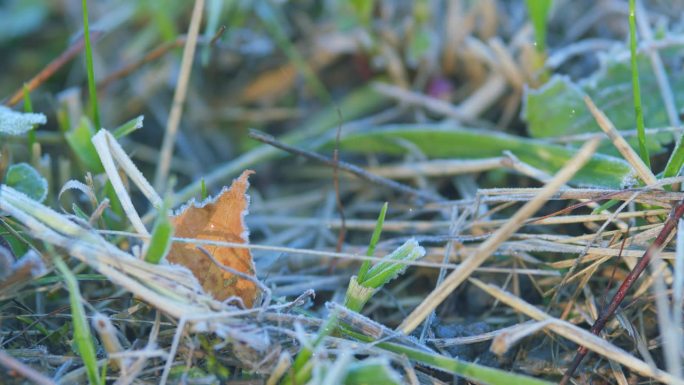霜冻早晨的草坪。深秋。第一次霜冻。草上结霜。架的焦点。