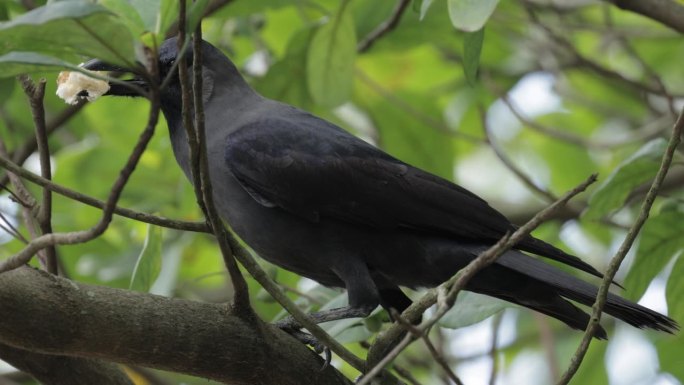 House Crow，新加坡