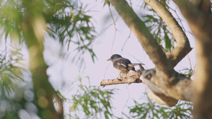 雀鸟是一种林地鸟类，栖息在森林的树枝上。它在树叶间唧唧喳喳、躲藏、觅食，与大自然的美融为一体。野生动