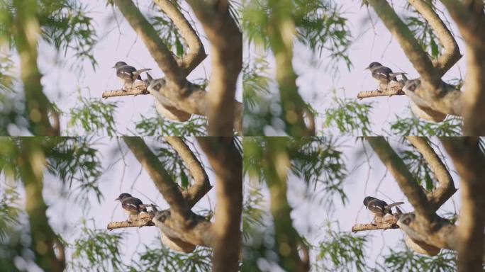 雀鸟是一种林地鸟类，栖息在森林的树枝上。它在树叶间唧唧喳喳、躲藏、觅食，与大自然的美融为一体。野生动