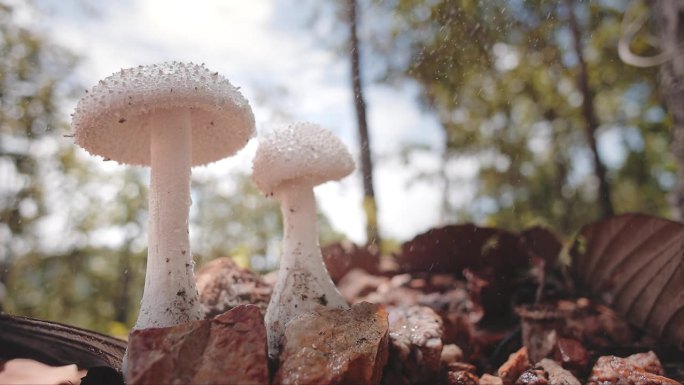 森林里美丽的蘑菇森林里美丽的蘑菇
