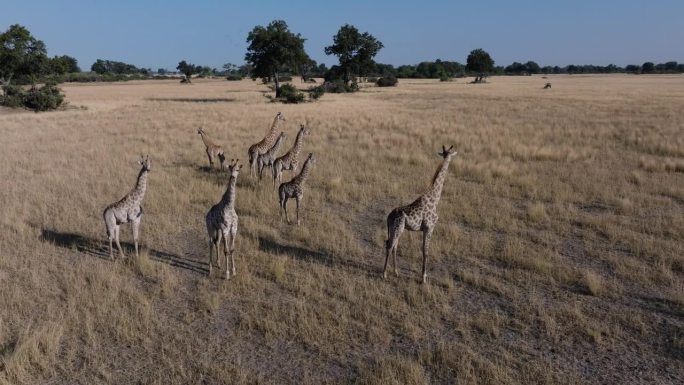 空中特写。在奥卡万戈三角洲的草原上，一群长颈鹿站在那里看着镜头