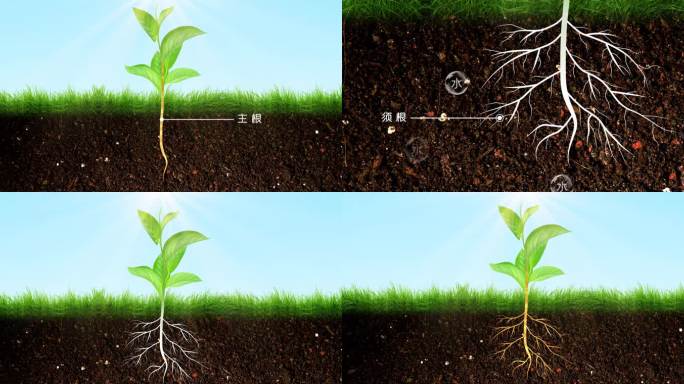 根系生长 植物养分