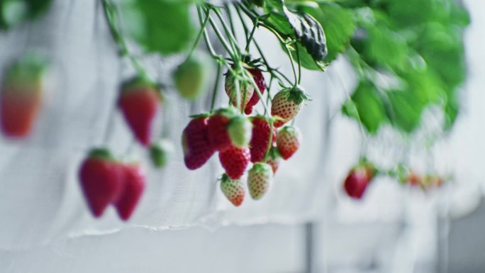 成熟的草莓果实成熟的草莓果实