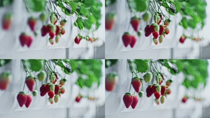 成熟的草莓果实成熟的草莓果实