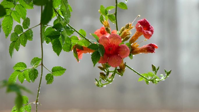 雨中五颜六色的喇叭花