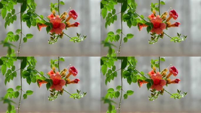 雨中五颜六色的喇叭花