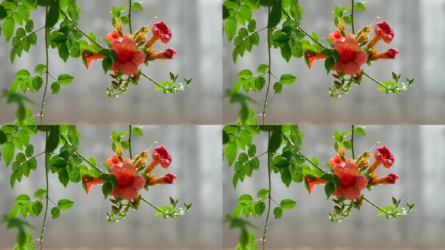 雨中五颜六色的喇叭花