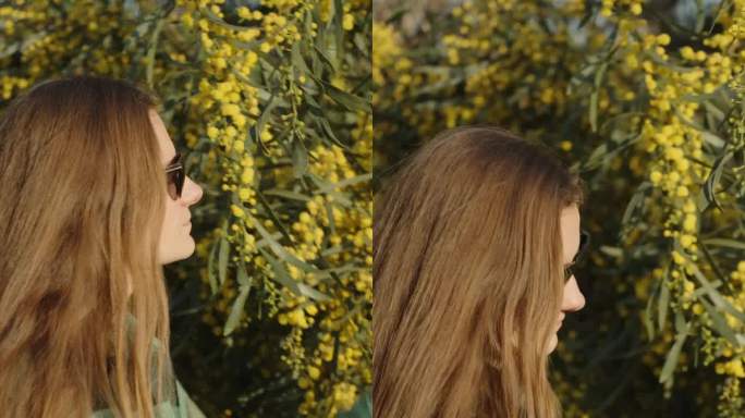 一个长头发的女孩在含羞草树旁闻着花。垂直视频。