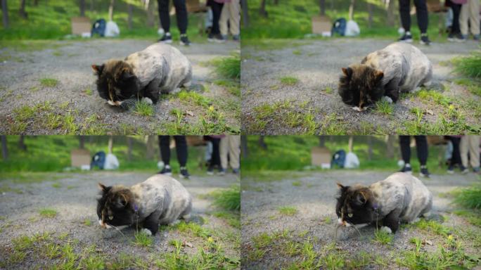 猫的牙齿里叼着一只老鼠