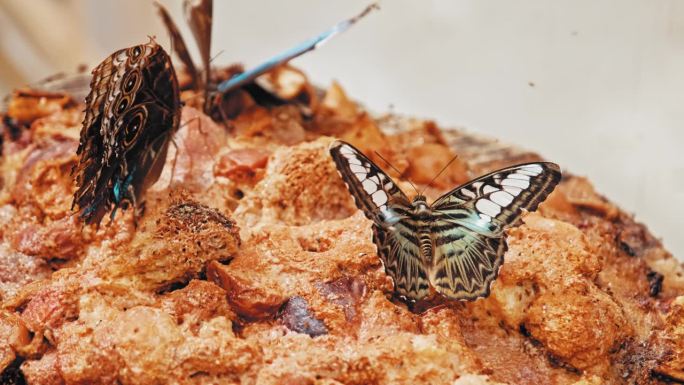 在动物园蝴蝶馆博览会上，热带快船帕提诺斯西尔维亚蝴蝶闭着翅膀坐在甜美腐烂的果肉喂食台上