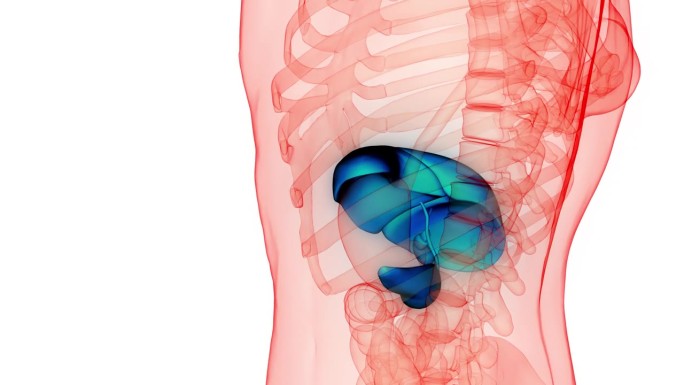 人体内部消化器官肝脏与胰腺、胆囊解剖动画概念