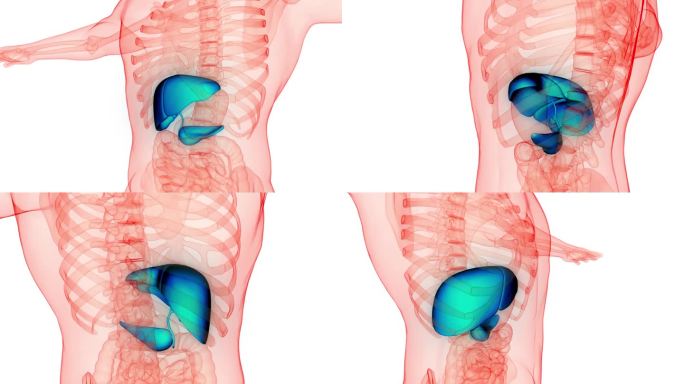 人体内部消化器官肝脏与胰腺、胆囊解剖动画概念