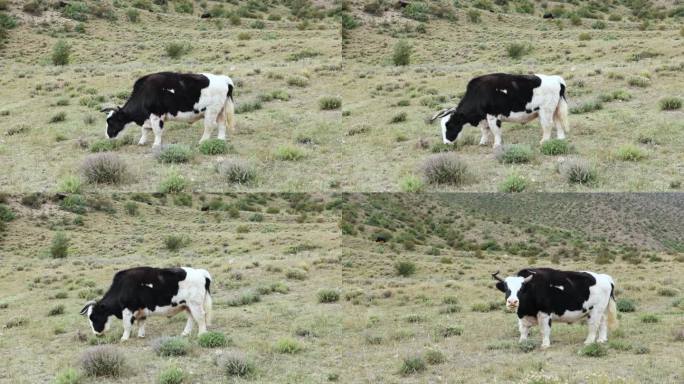 黑白牦牛