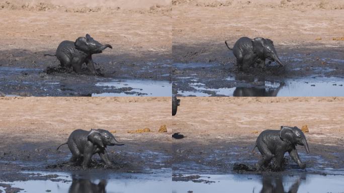 慢镜头特写。可爱的小象在水里奔跑，旁边是它的妈妈在一个水坑。