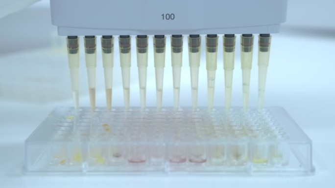 用多通道自动移液器从微孔板上收集样品，用于酶联免疫吸附试验或免疫分析
