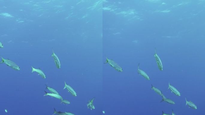 一群黄尾梭鱼在蓝色的海水中游过珊瑚花园，慢动作