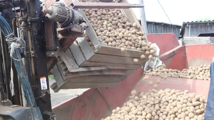 马铃薯播种机的种箱里装满了马铃薯种。
