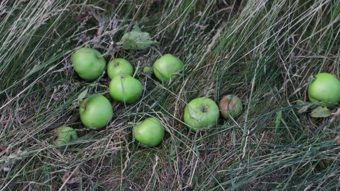 青苹果落在草地上。花园里掉下来的苹果。自然的产品。绿色星球。生物产品。4 k的决议