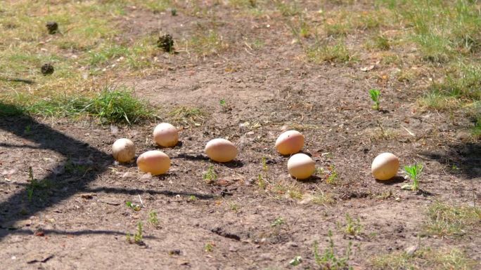 鸡蛋躺在地上的4k慢动作60fps